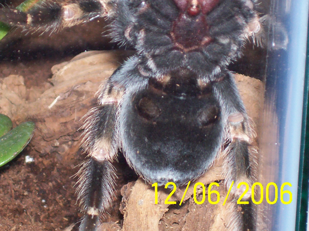 B smithi Female?