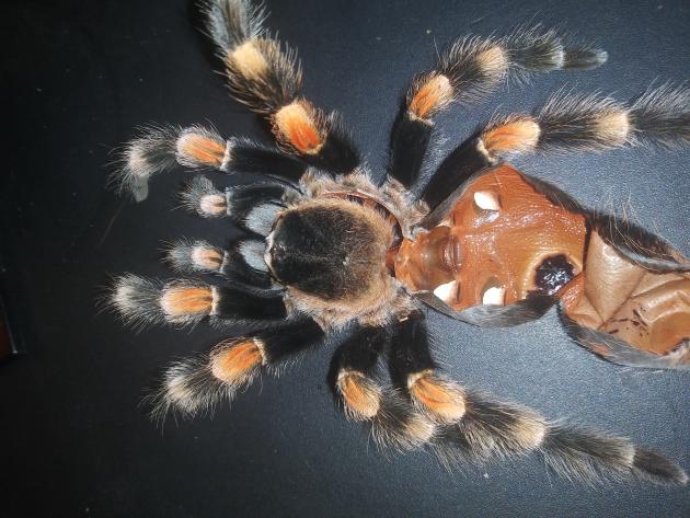 B. Smithi M or F?