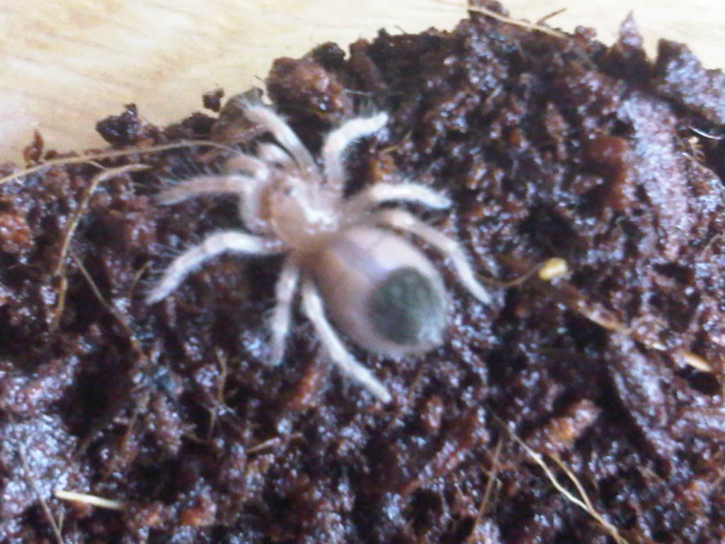 B smithi sling