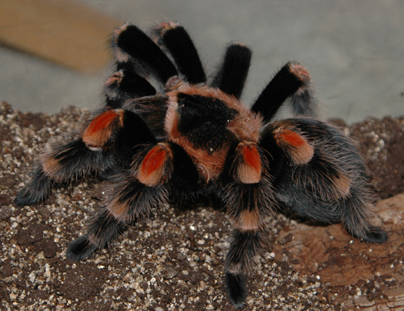 B. smithi Velma