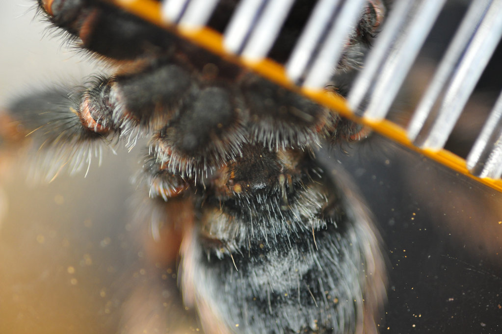 B. smithi ventral