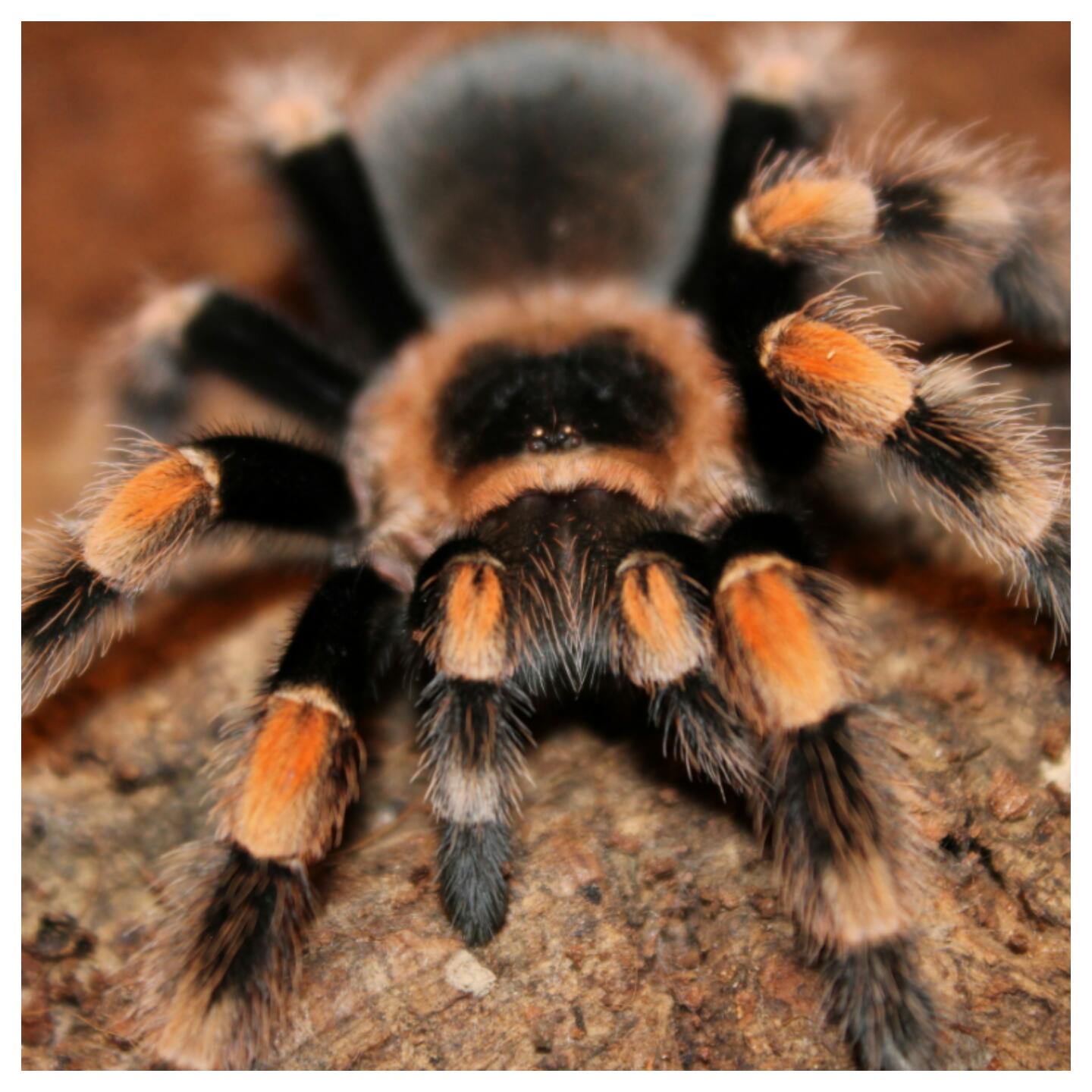 B.smithi