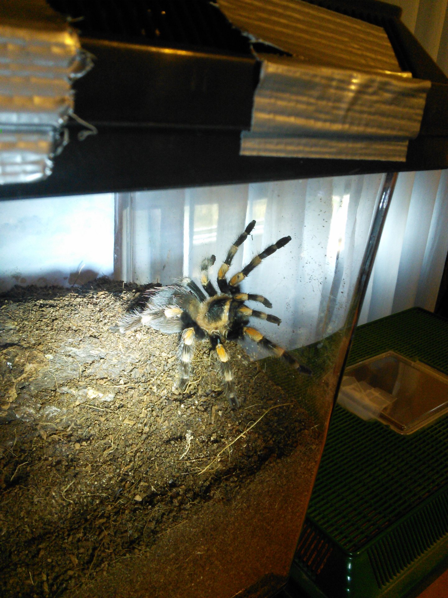 B. smithi