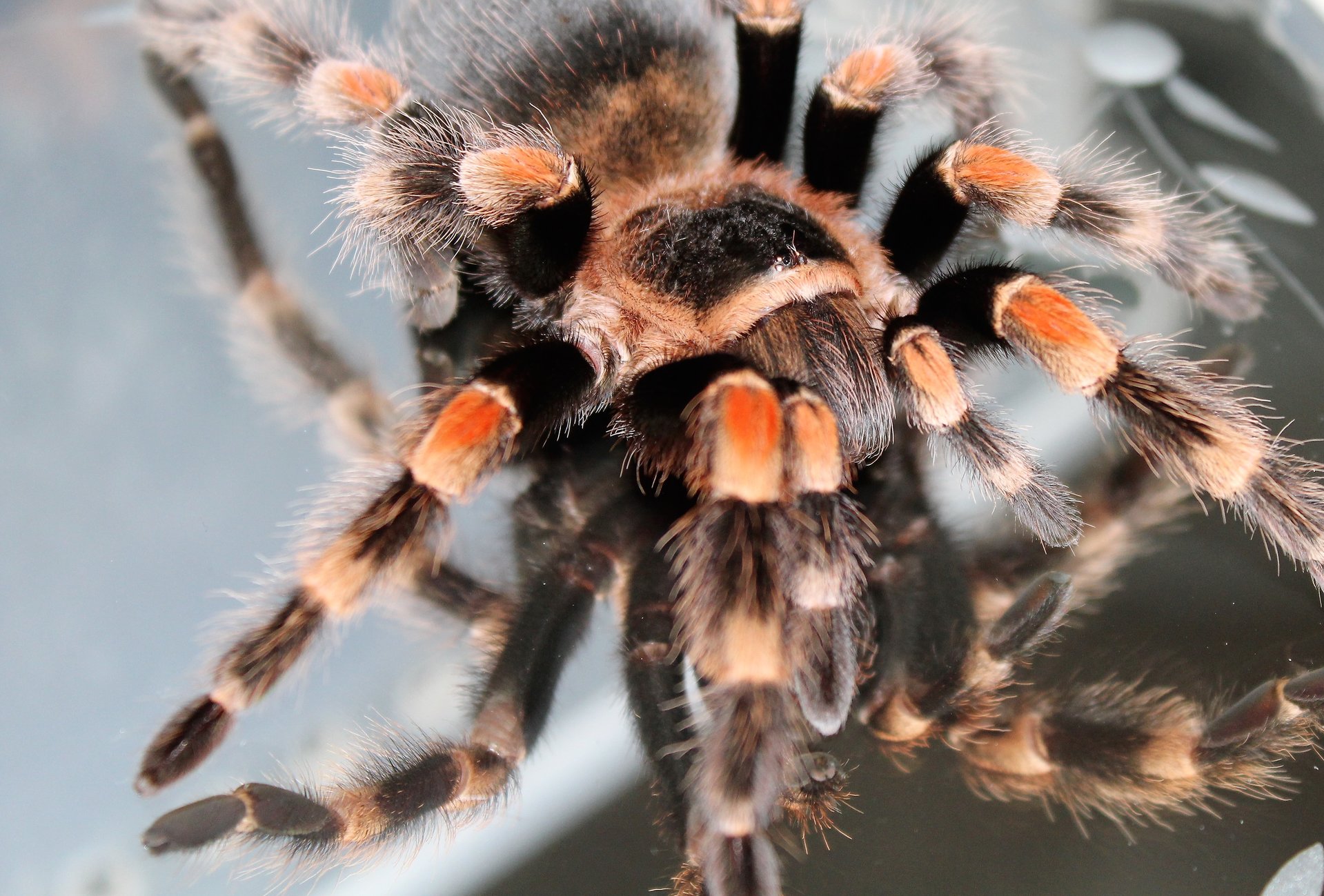 B. smithi