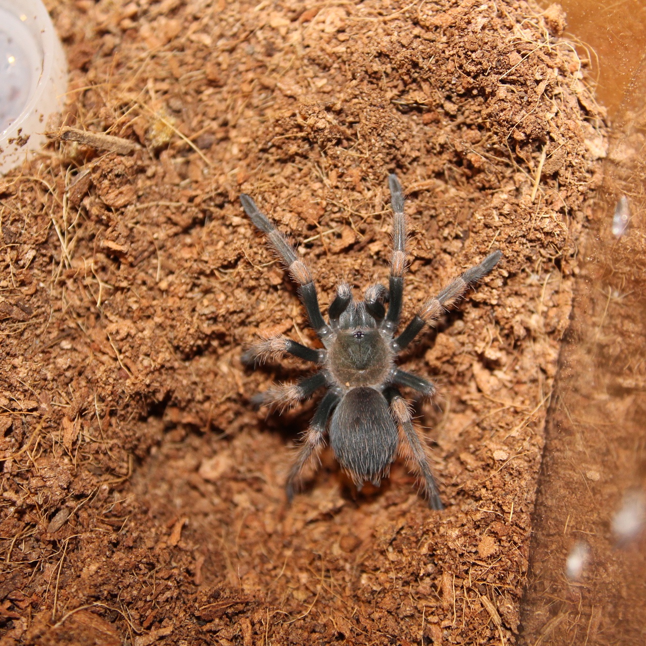 B. smithi