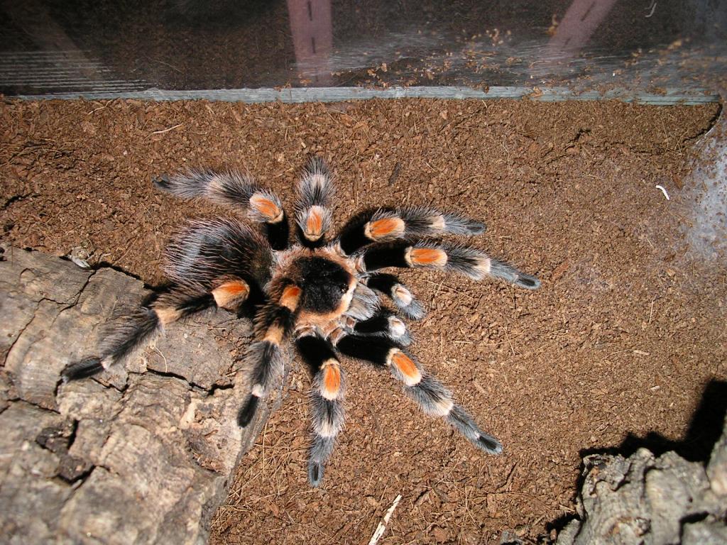 B. Smithi