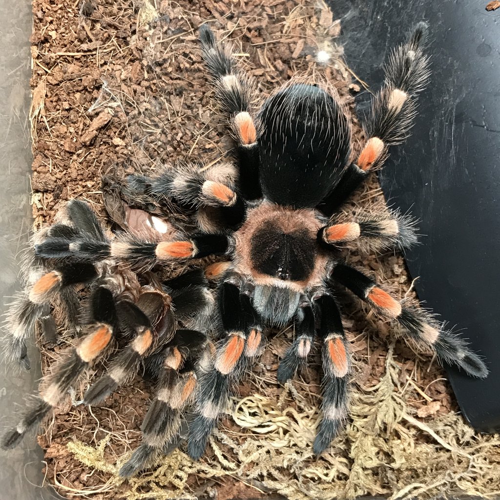 B. Smithi