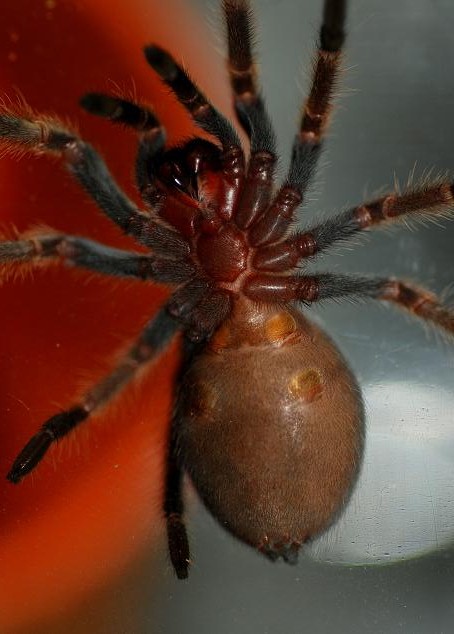 B. smithi