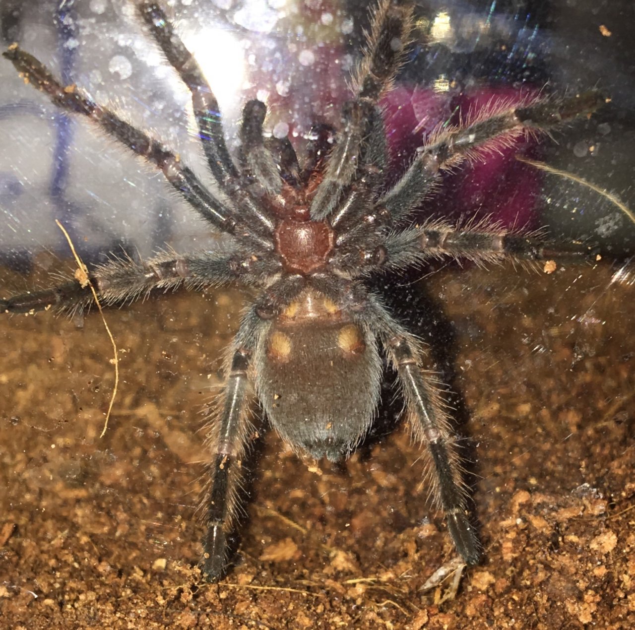 B.smithi