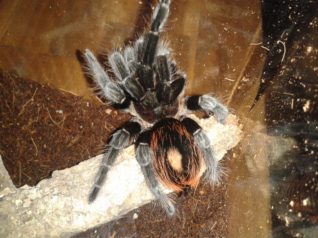 B. vagans 0.1.