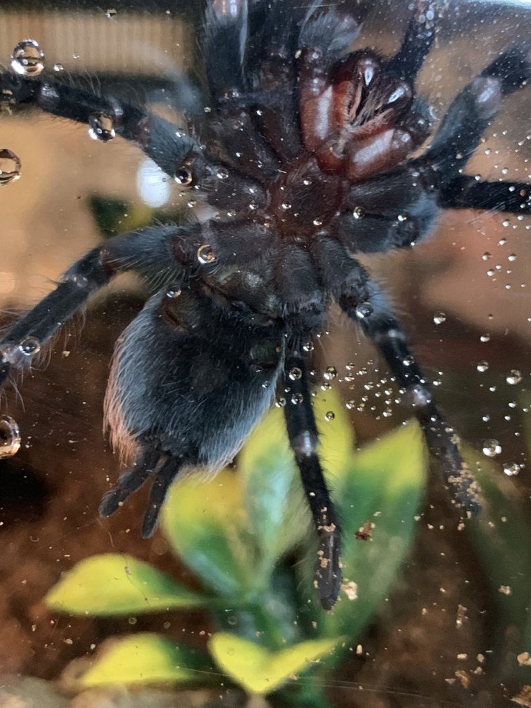 B. vagans, 2.75” freshly molted