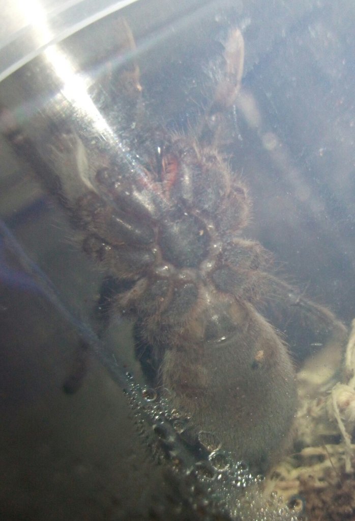 B.Vagans approx 2"