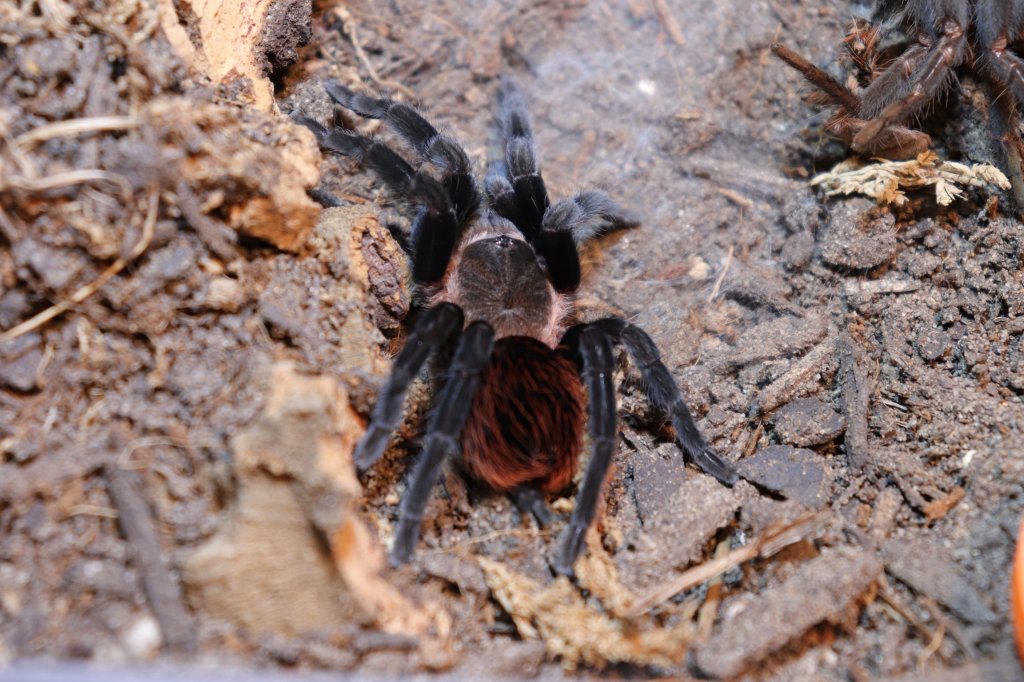 B. vagans confirmed female