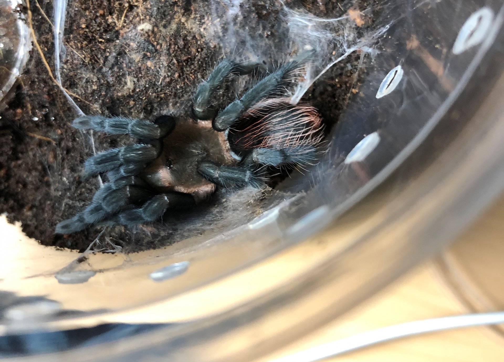 B. vagans freshly molted