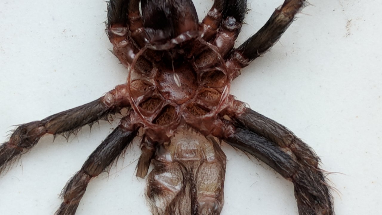 B.vagans molt