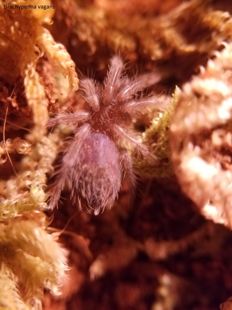 B. vagans sling