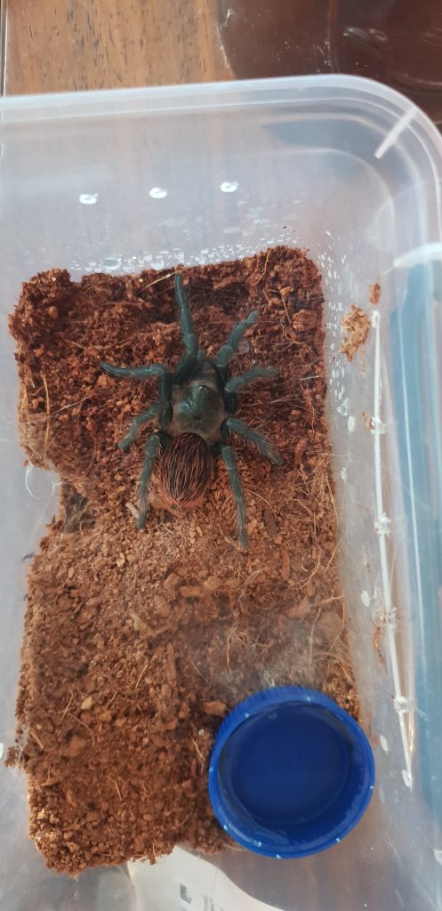 B.vagans sling