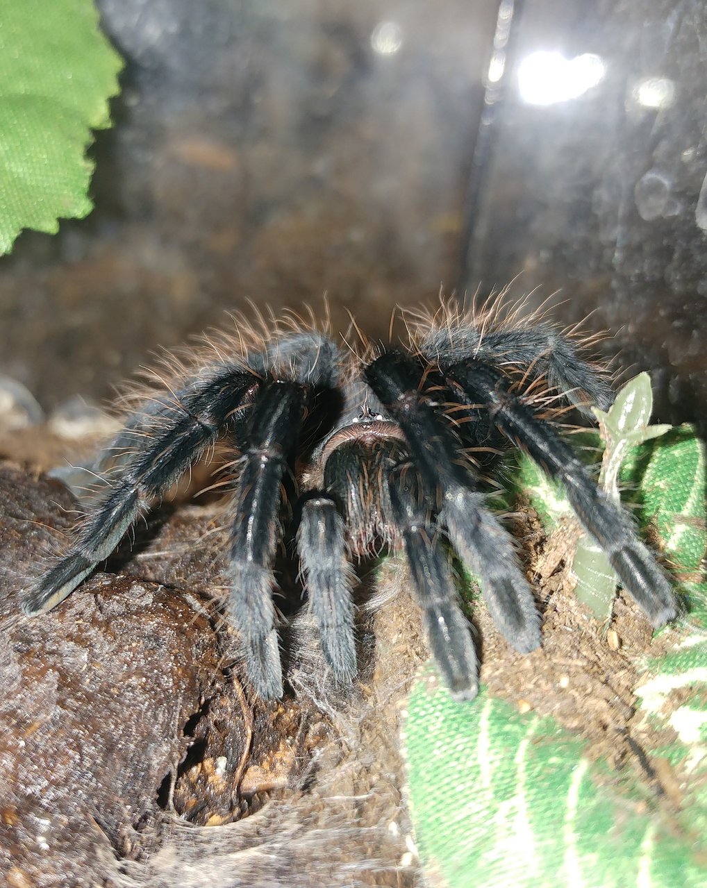 B. vagans