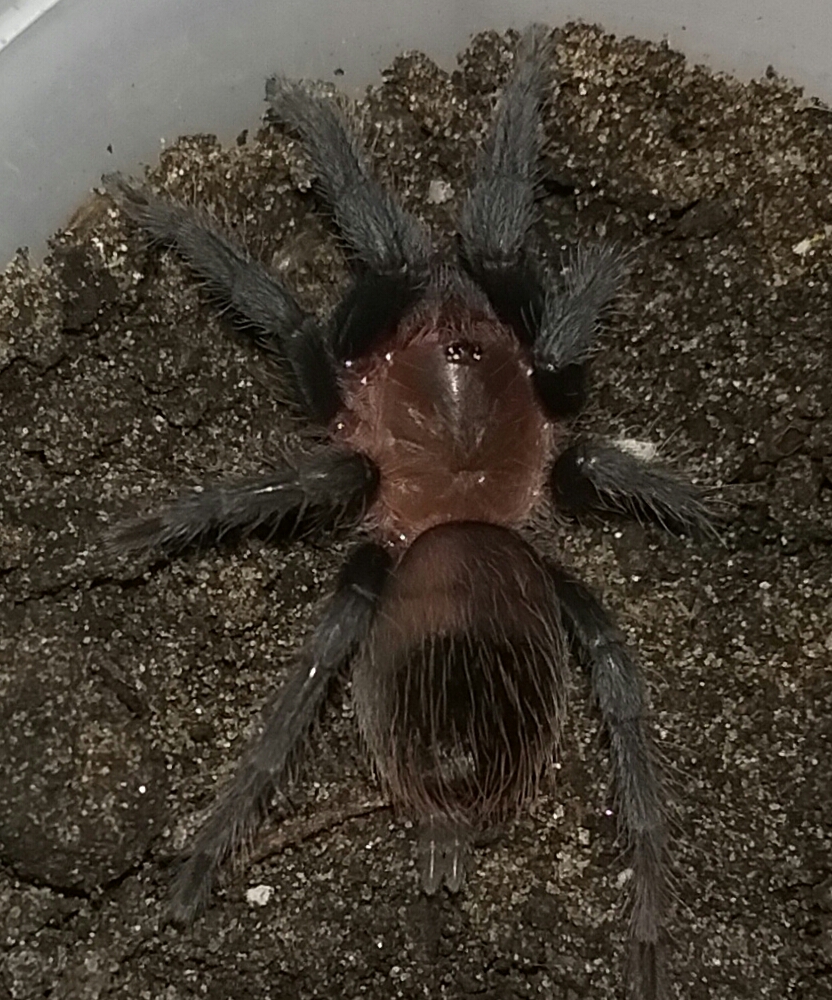 B. vagans