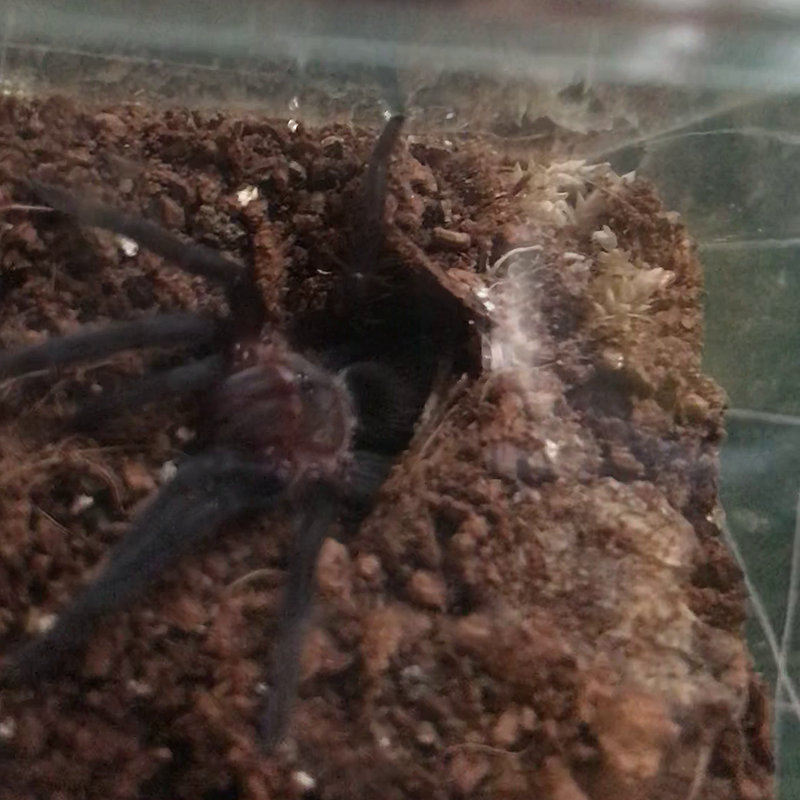 Babby B. Vagans