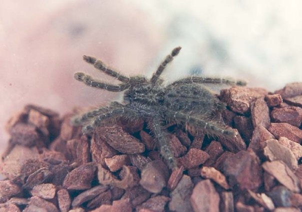 baby stromatopelma