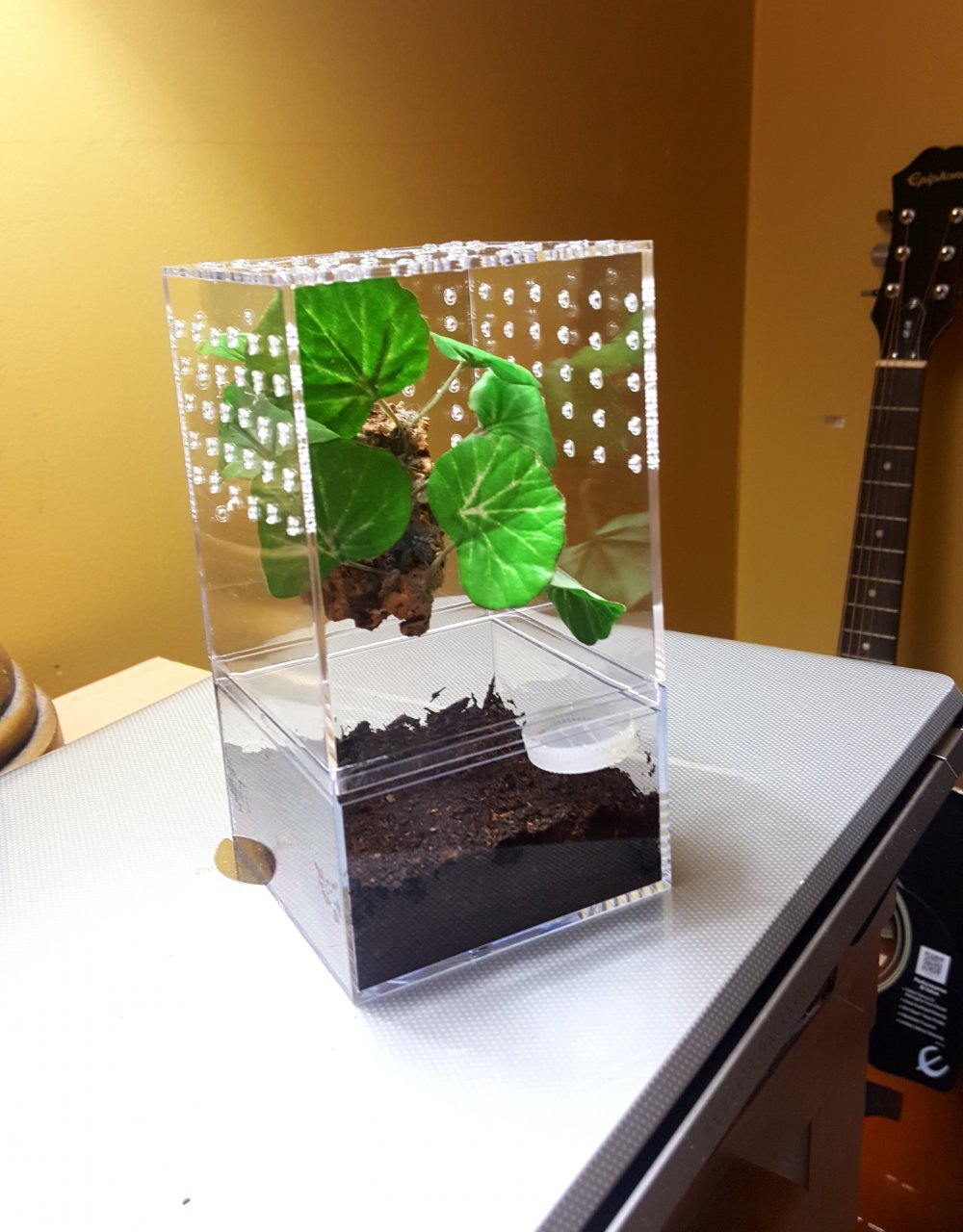 Baby versicolor new enclosure