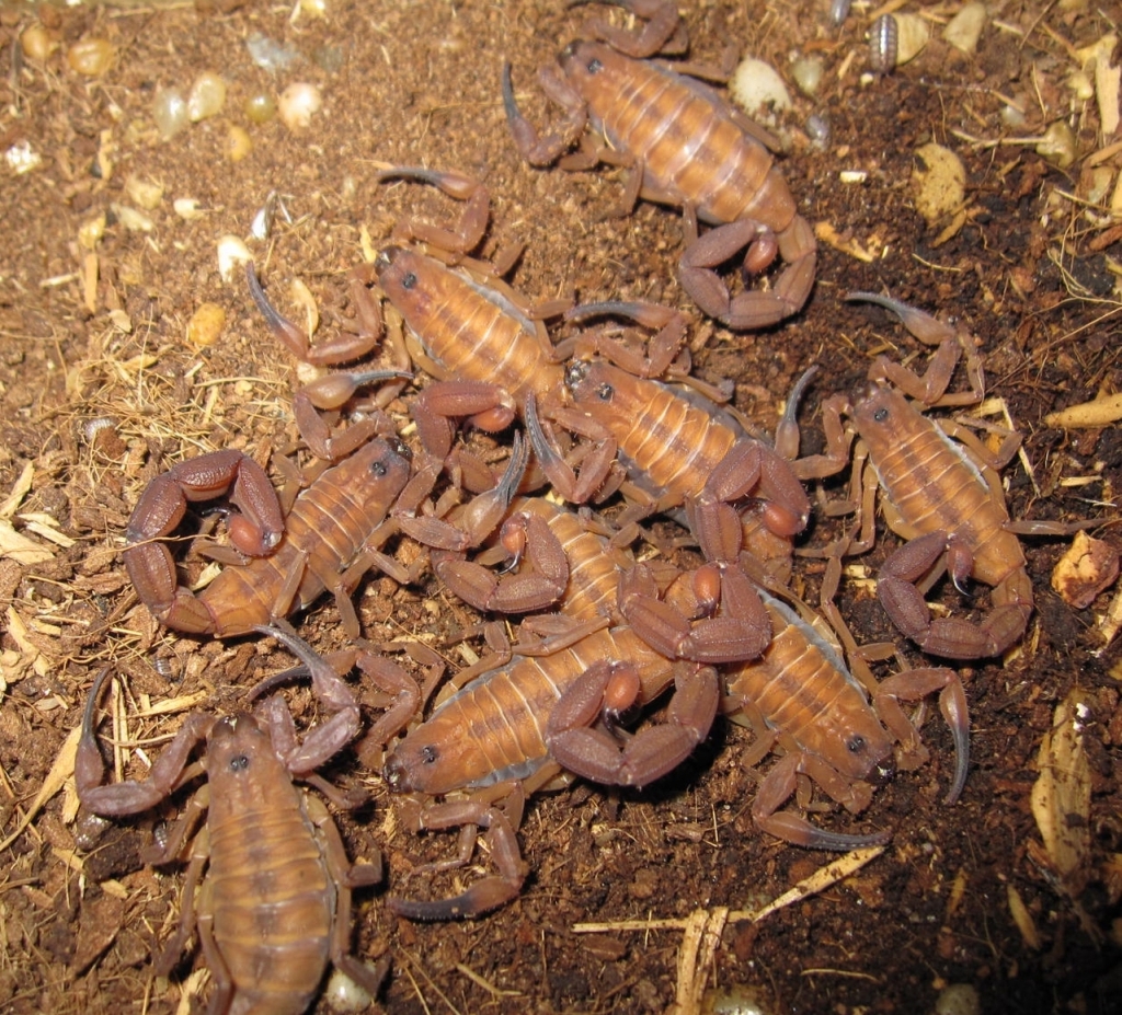 Babycurus Jacksoni Adults