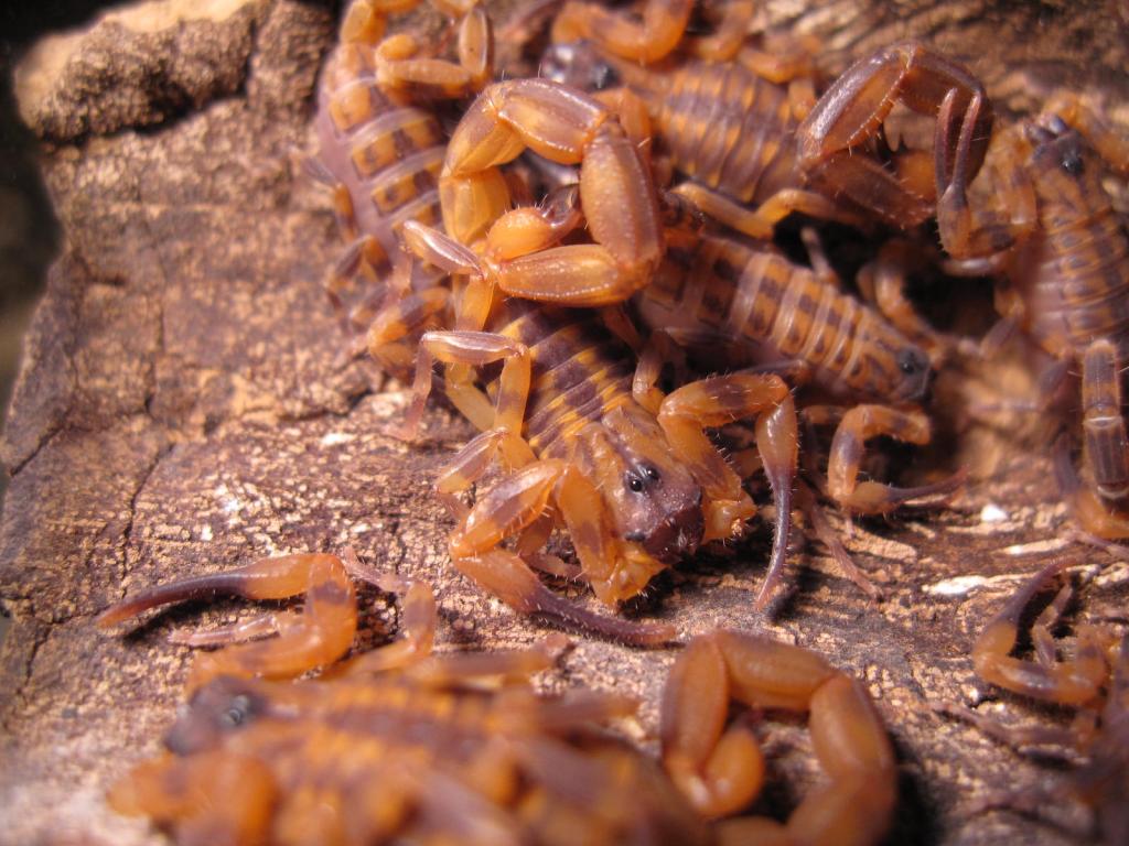 Babycurus Jacksoni Brood 21 Days Old