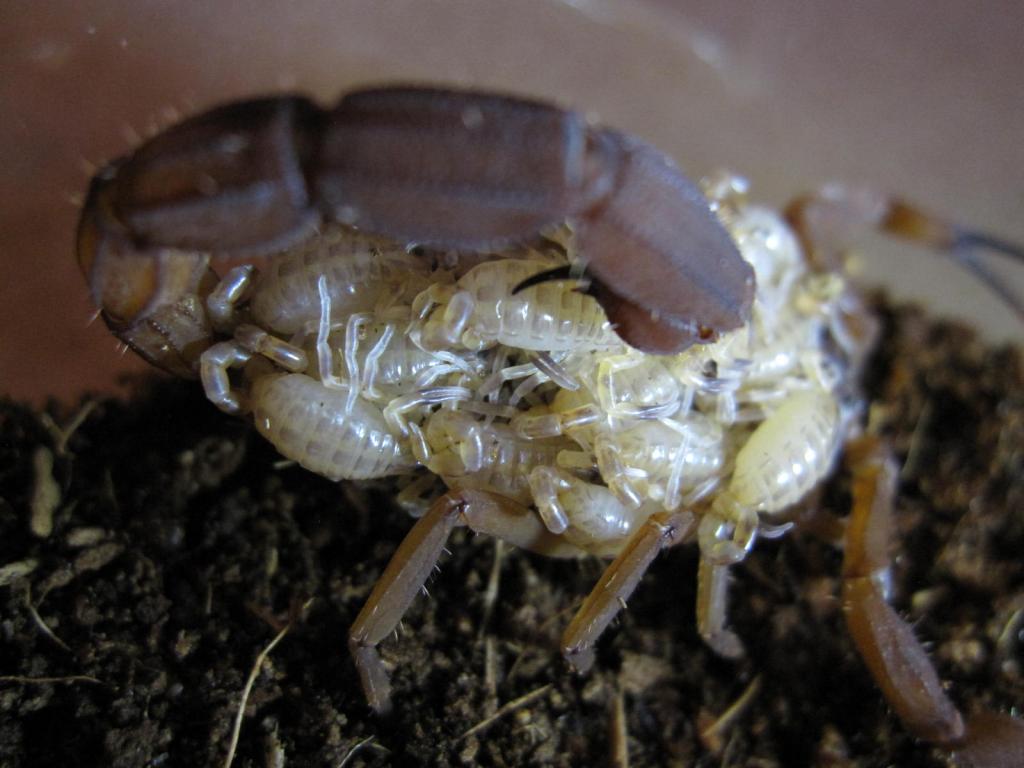 Babycurus Jacksoni Female W/brood #1