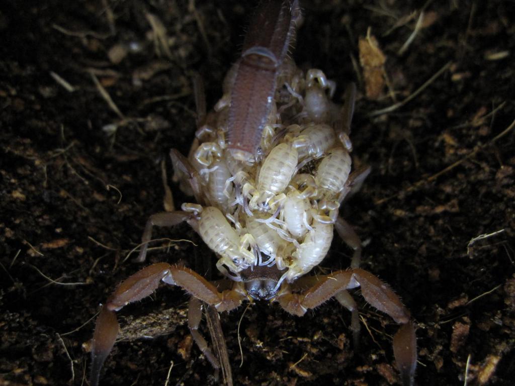 Babycurus Jacksoni Female W/brood #5