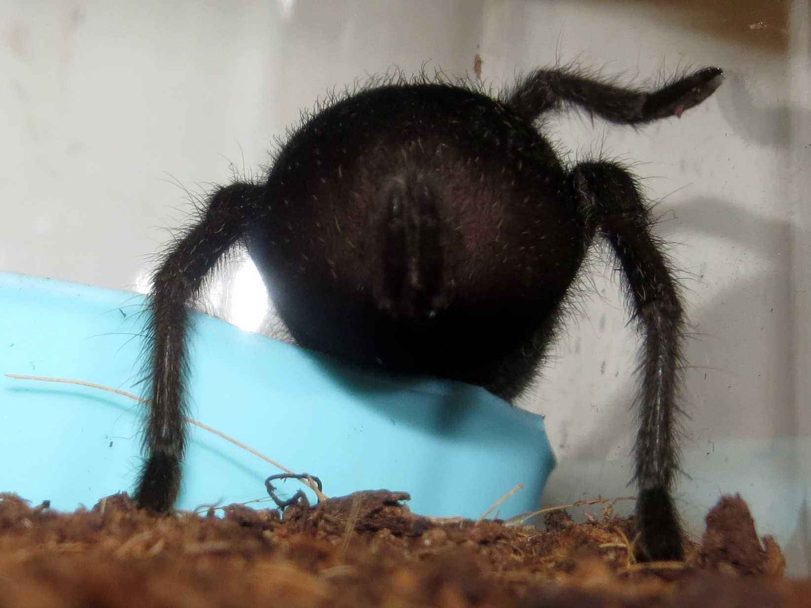 Badonkadonk (♀ Grammostola pulchra 3.5")