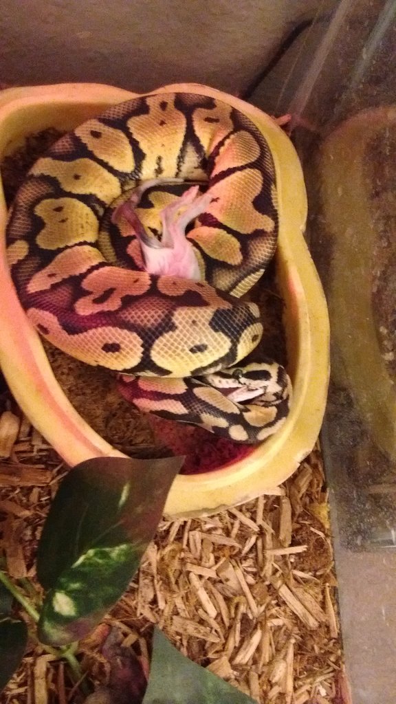 Ball Python