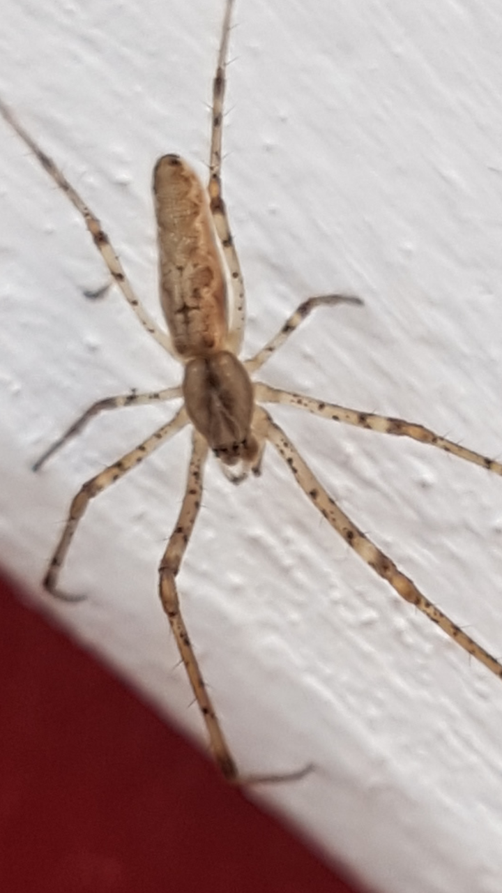 Barn door spider.