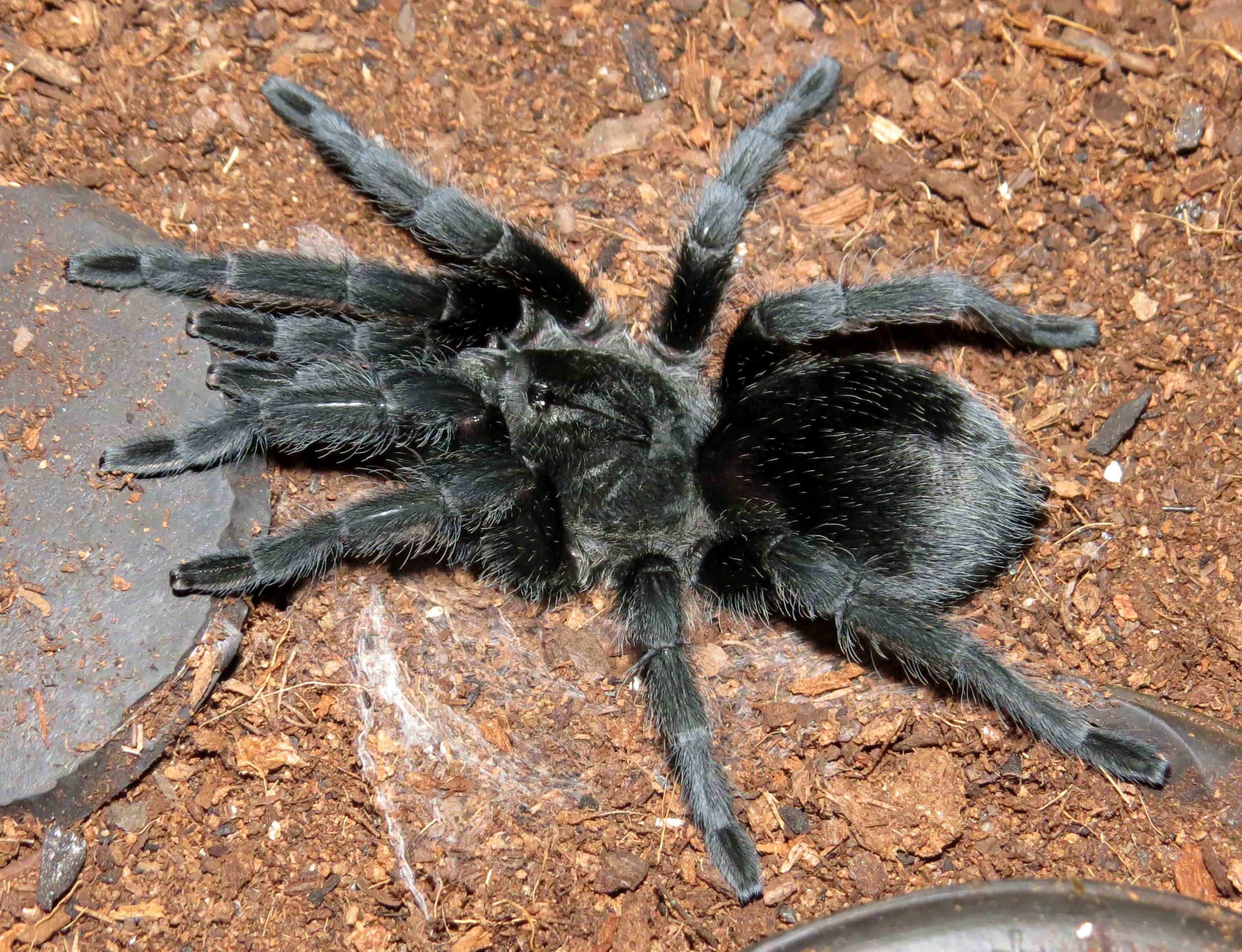 BBB: Big Beautiful Bulldozer (♀ Grammostola pulchra 3.5"+)