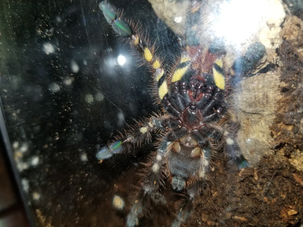 Better pic of P Ornata A