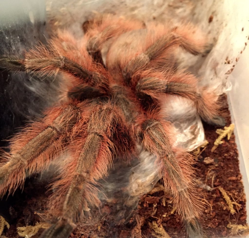 Big girl freshly molted