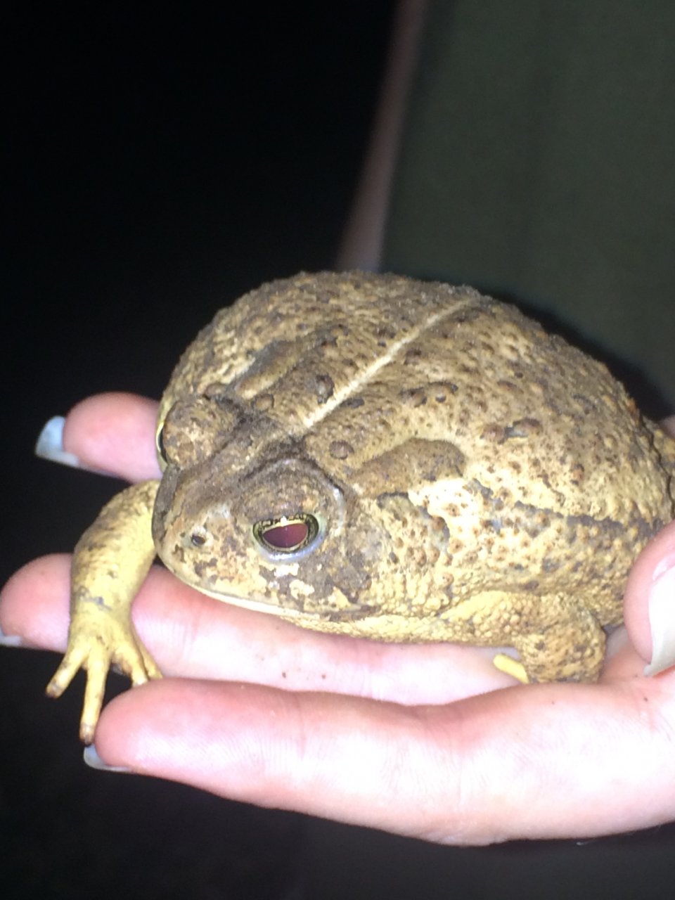 Big ol' Toad