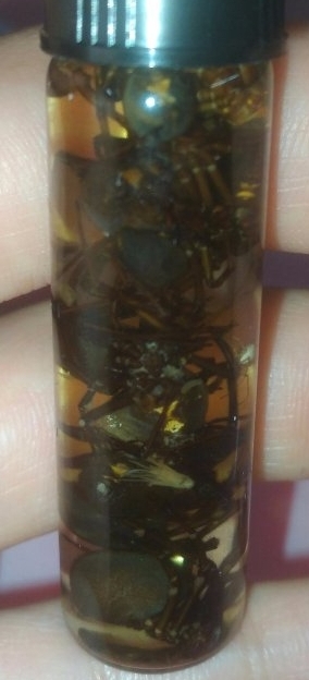 Black widows wet preserved specimen