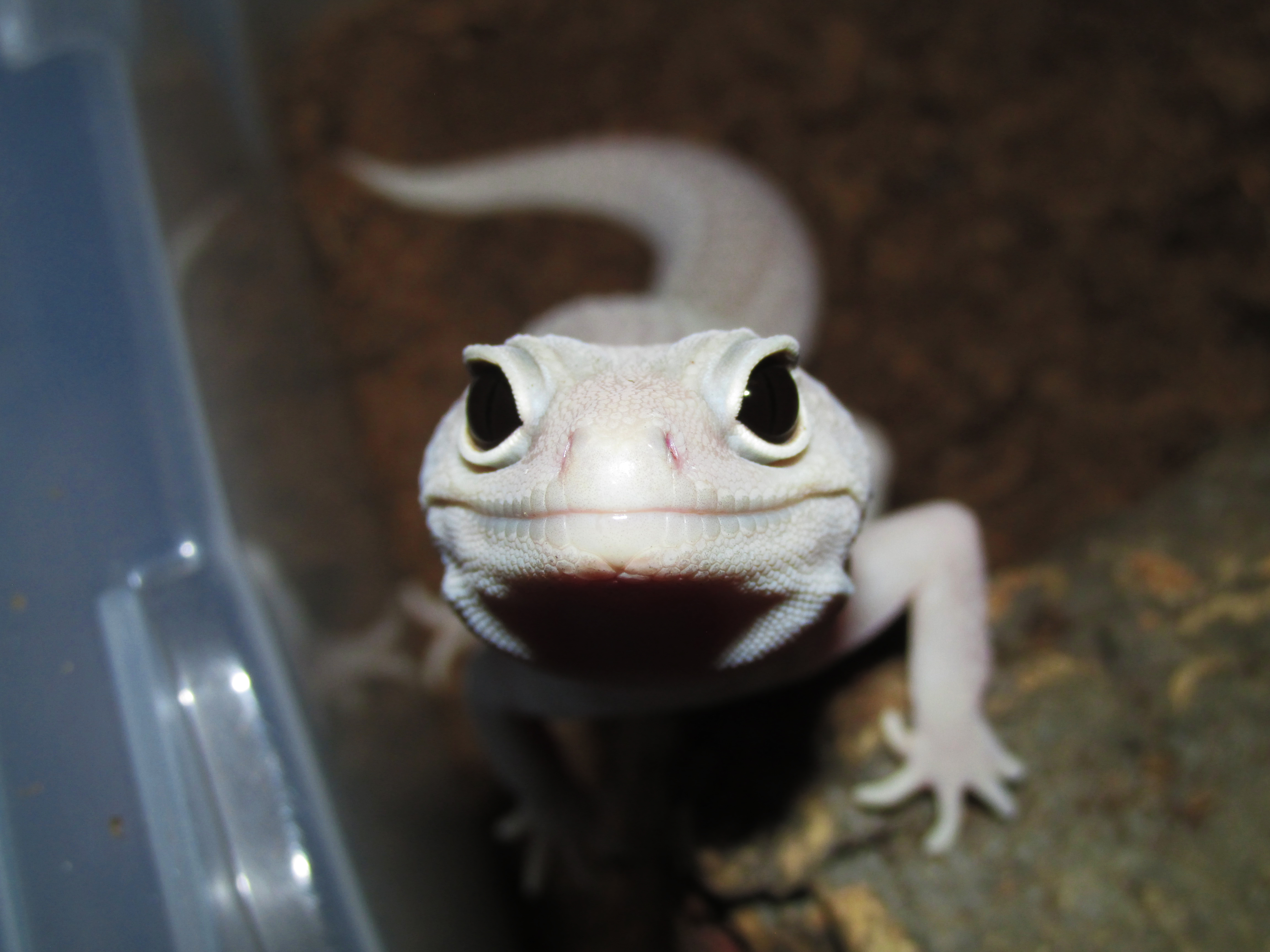 Blizzard Leopard Gecko