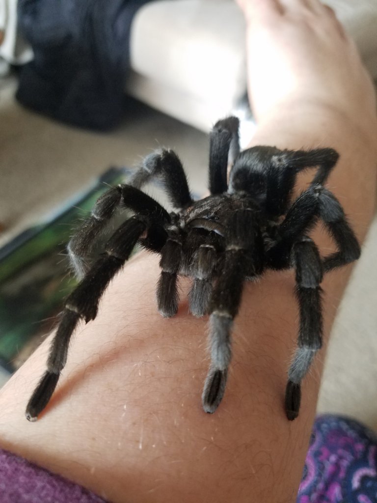 Blueberry (Grammostola pulchra)