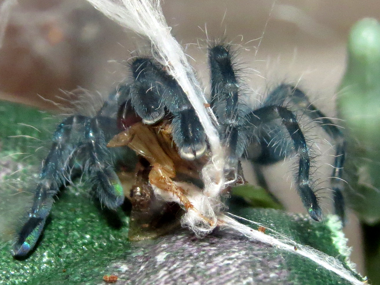 Blueberry's First Feeding (Caribena versicolor 0.75")