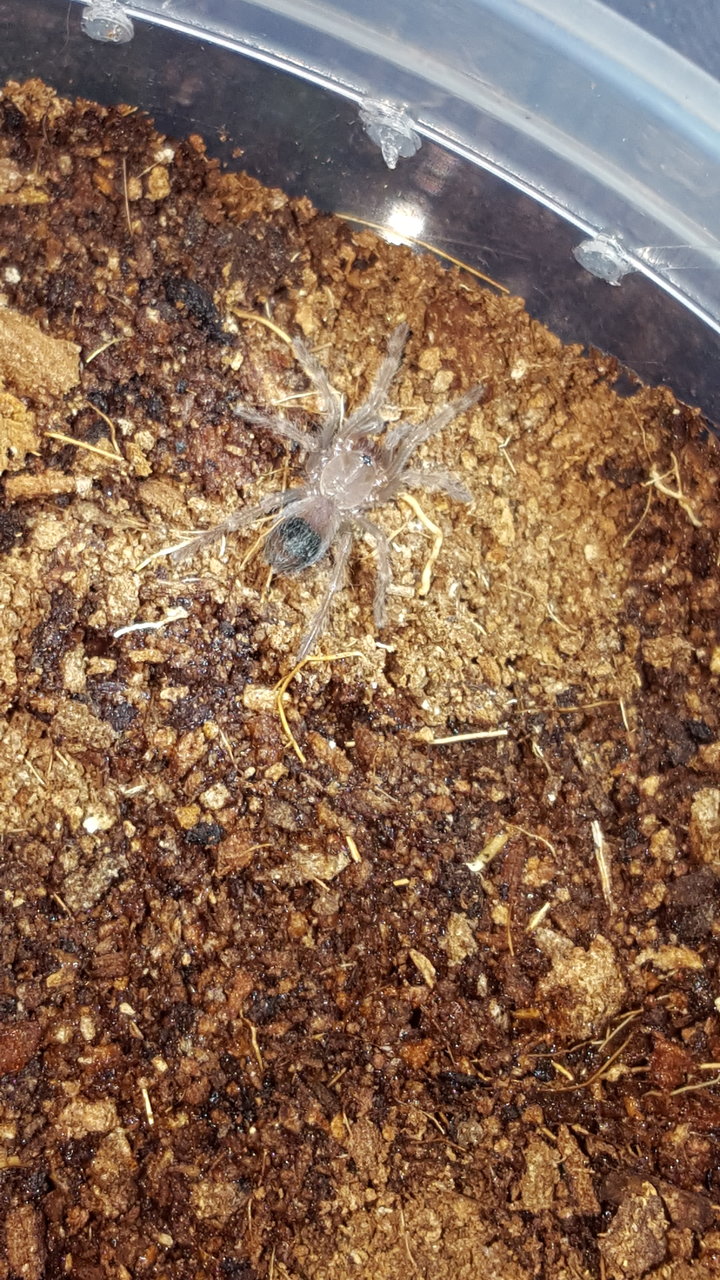 boehmei