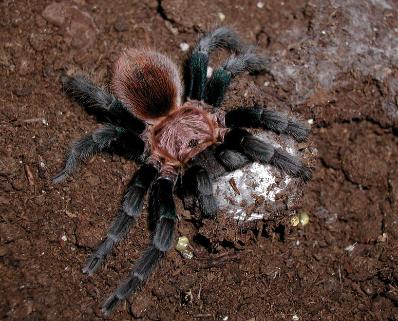 Bonnetina cyaneifemur w/ eggsac