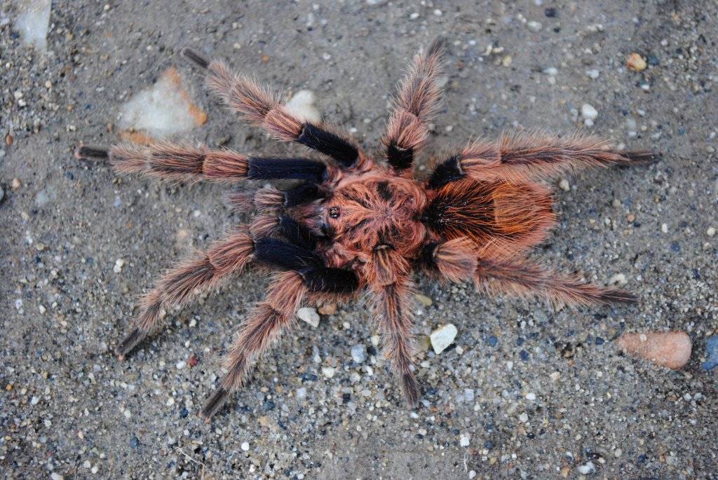 Bonnetina sp. “Chamela” - Mature Male