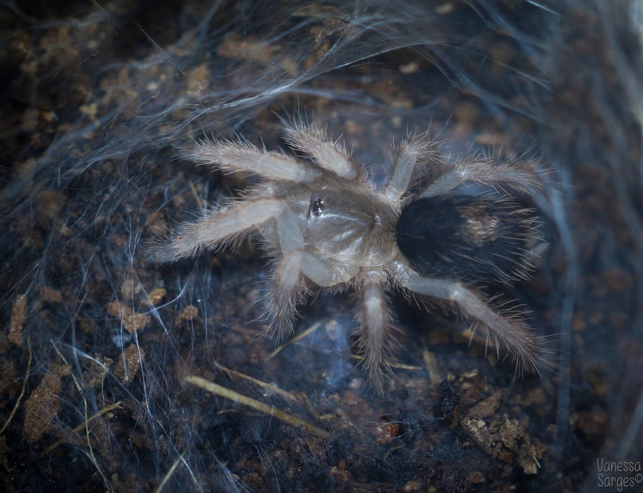 Bonnetina sp. Chamela