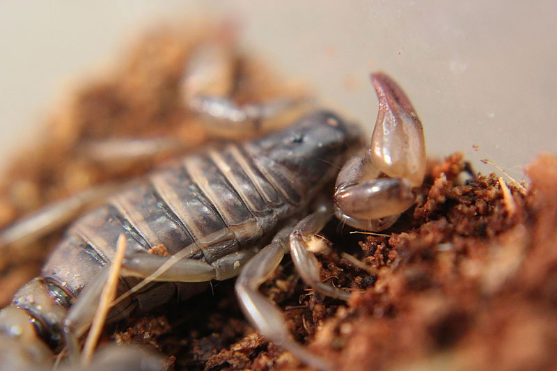 Bothriurus_coriaceus