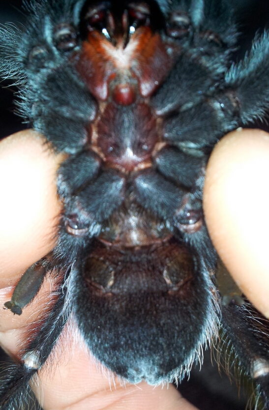 brachypelma albiceps