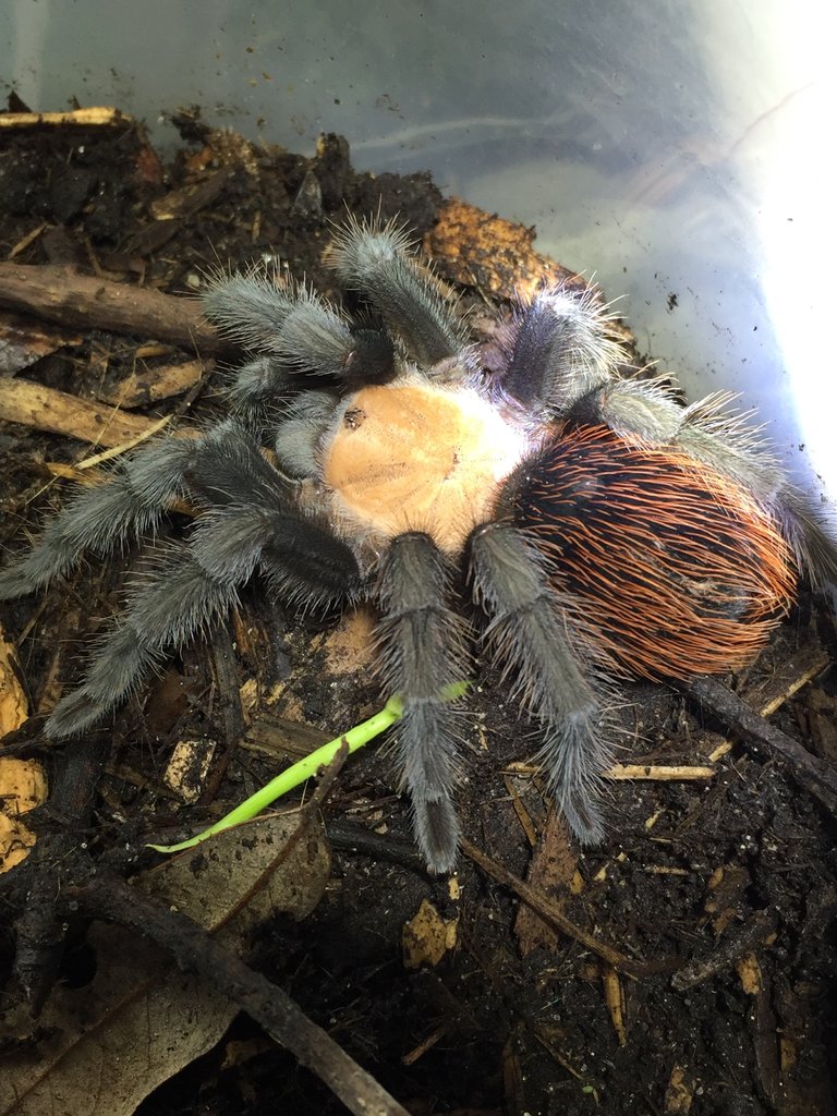 Brachypelma albiceps