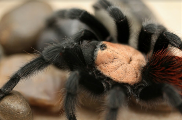 Brachypelma albiceps