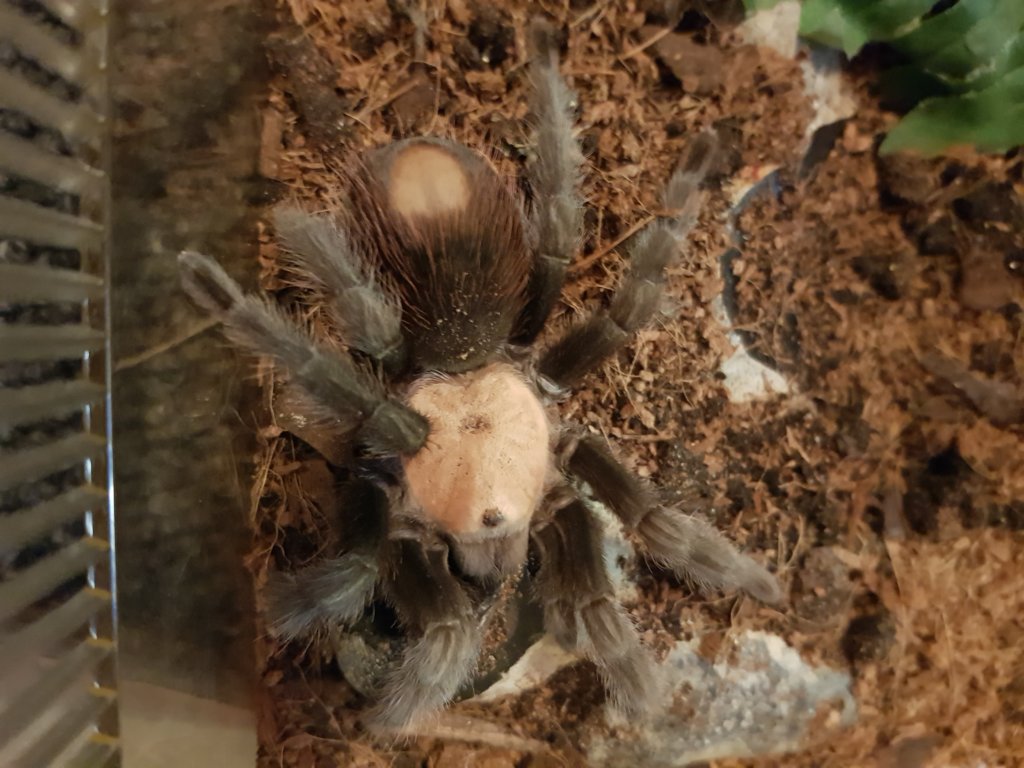 Brachypelma albiceps